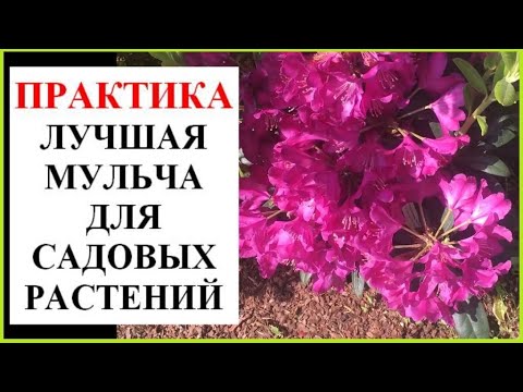 Вероника Поливкина Интернет Магазин Растений