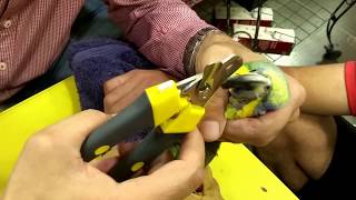 تقليم المنقار الجزء الثاني/ محمد زيادة screenshot 4