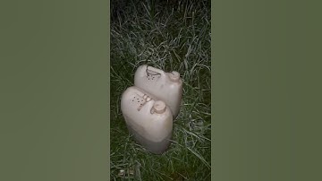 Ca thác lác giống. Cá nàng hai giống #cá_giống #trại_cá_giống_út_me 0909770509