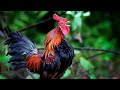 Suara Sahutan Ayam Berkokok | Ternak Ayam