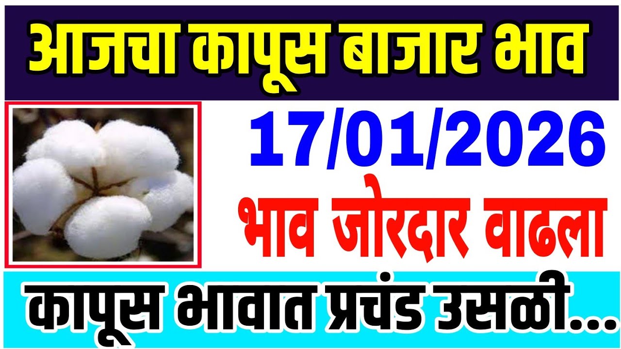 आजचे कापसाचे भाव वाढले 17 जानेवारी 2026 || कापुस बाजार भाव वाढले| Cotton Market Rate | Kapus Bazar
