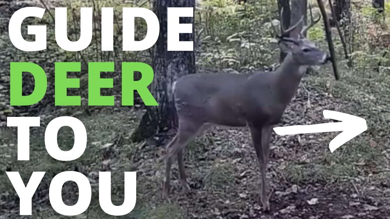 How I Make Deer Move Where I Want Them To Move