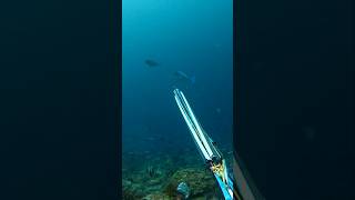 sleek unicorn fish catch👌 #spearfishing #reels #hunting #shorts #youtubeshorts #youtubevideo #ambon