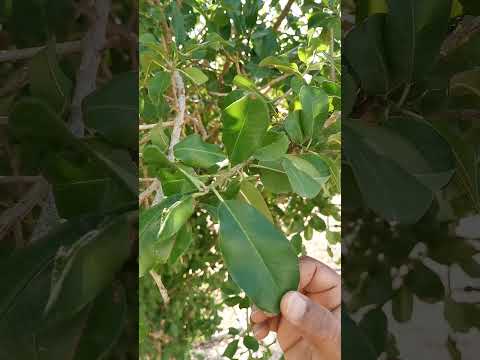 حقيقة شجرة الشيكو معلومة مهمة جدا