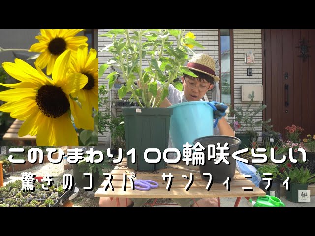 ひまわり　プルソワン2点 ひまわり プルソワン2点 ひまわり プルソワン2点 ひまわり プルソワン2点