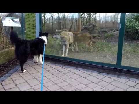 Dog interacting with wolves - Hund will mit Wölfen spielen (Zoo, Tiergarten Worms, Germany)