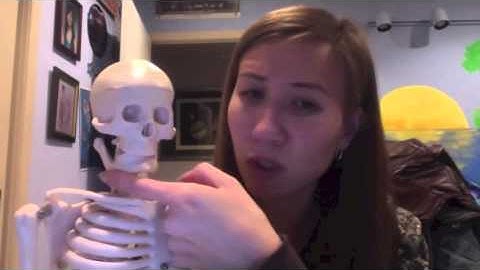 Week 3   Axial Skeleton Bone Video