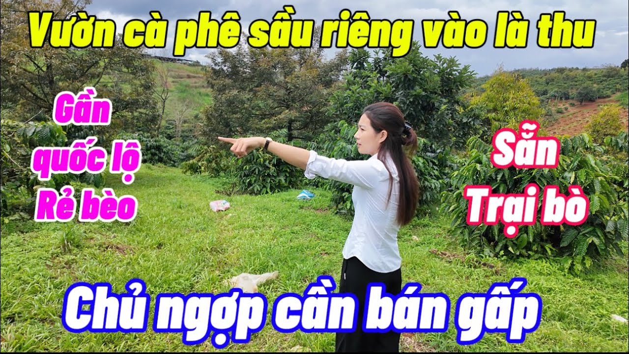 Chủ ngợp cần bán gấp mảnh cà phê sầu riêng. Gần quốc lộ. Sẵn trại bò 500m2 bán giá rẻ bèo 