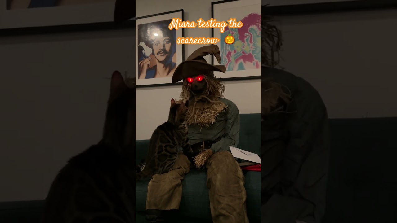 Cat and the scarecrow