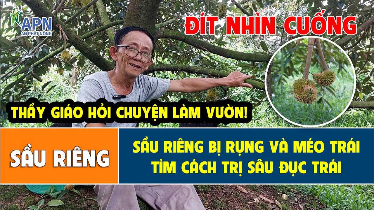 APN – KHẮC PHỤC HIỆN TƯỢNG RỤNG VÀ MÉO TRÁI SẦU RIÊNG/CÁCH TRỊ SÂU ĐỤC TRÁI
