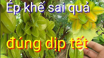 Cách ép cây khế siêu sai quả đúng dịp tết thành công 100%, cách làm khé ra quả