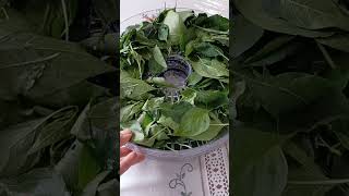 Celebrity Dehydrating chili leaves ๐ Profile