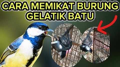 CARA PIKAT BURUNG GELATIK BATU ‼️di jamin pasti poin bolo😁