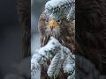 Eagle sound #shorts #animals #viralvideo #eagles #generator #soundanimals