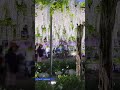 藤のライトアップ/ #はままつフラワーパーク（#浜名湖花博 2024）［静岡・浜松］#花博 #藤 #藤棚 #浜松 #フラワーパーク #浜名湖 #静岡 #浜名湖花博2024 #JAPAN #Shorts