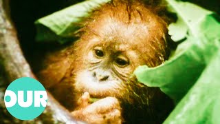 Indonesian Orangutans Are Losing Their Homes & Their Tragic Story Of Survival | Our World