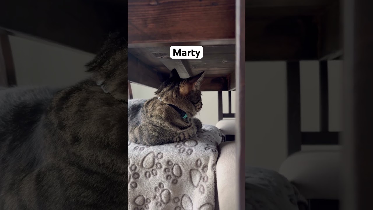 Marty Lying On The Chair. 