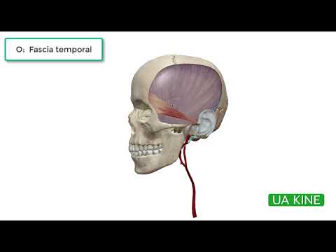 Vídeo: Levator Scapulae Músculo Origen, Función Y Anatomía - Mapas Corporales