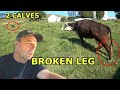 Summer Cow Issues