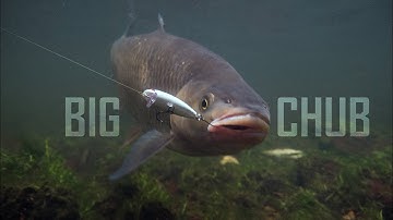 How to catch BIG CHUB whilst lure fishing?