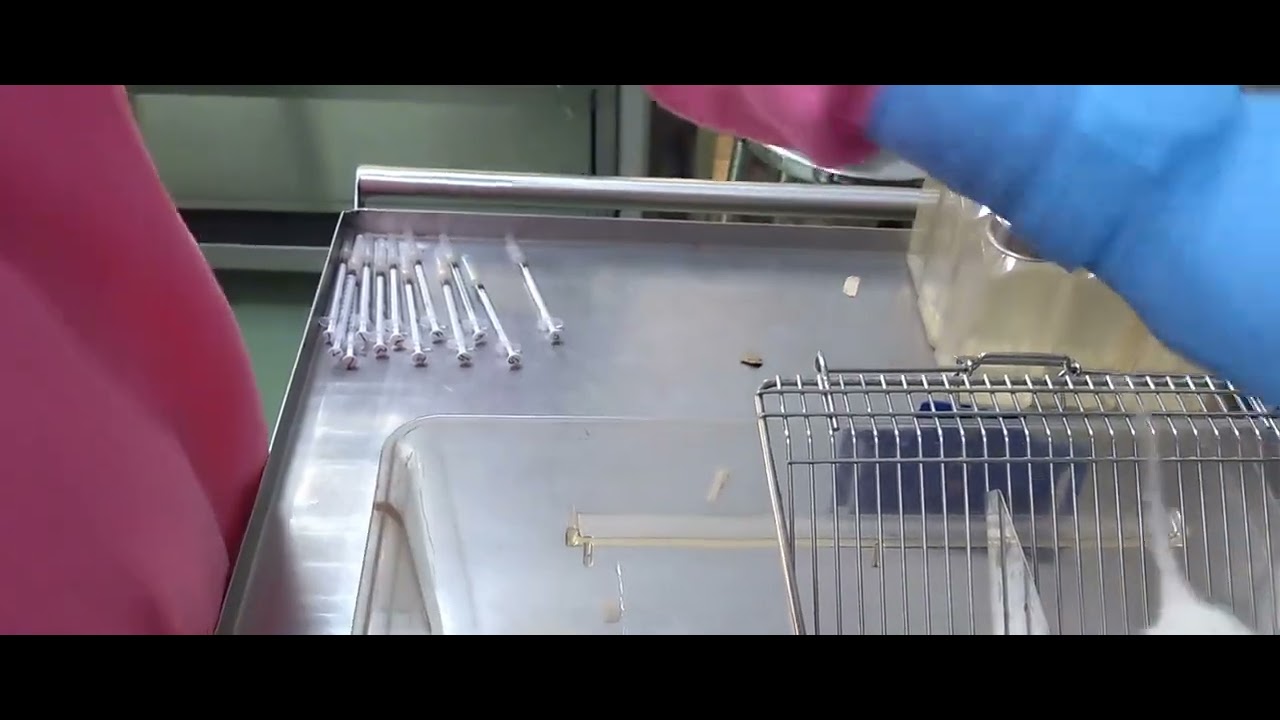 How to perform Subcutaneous Injection in Rat - YouTube