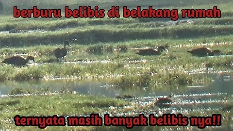 berburu belibis di sport belakang rumah ternyata masih banyak belibisnya!?