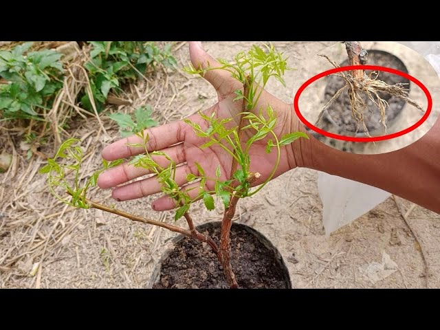 How to grow trees using garlic as a hormone for growing roots class=