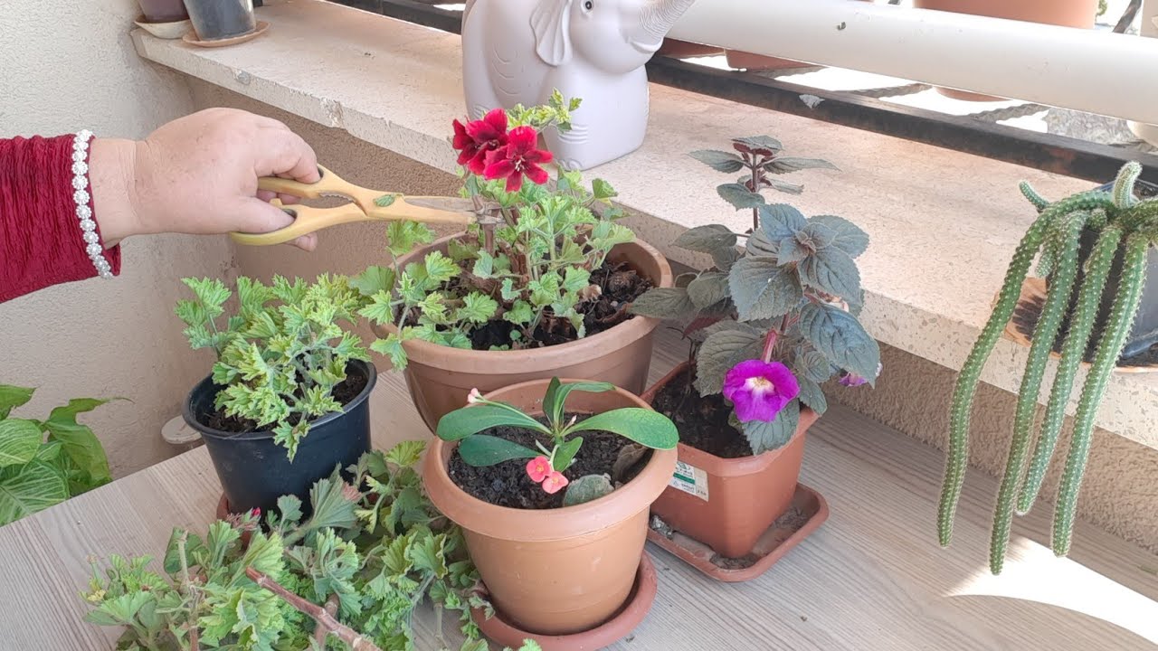 #CEYLAN#GÖZÜ#SARDUNYA GENÇLEŞTİRME YÖNTEMİ VE YENİ ÇELİKLER NASIL KOLAY SAÇAK KÖK ATAR