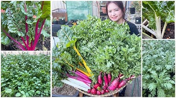 Thu hoạch cải cầu vồng, củ cải đỏ, xà lách xoong, tần ô sau vườn ở Úc