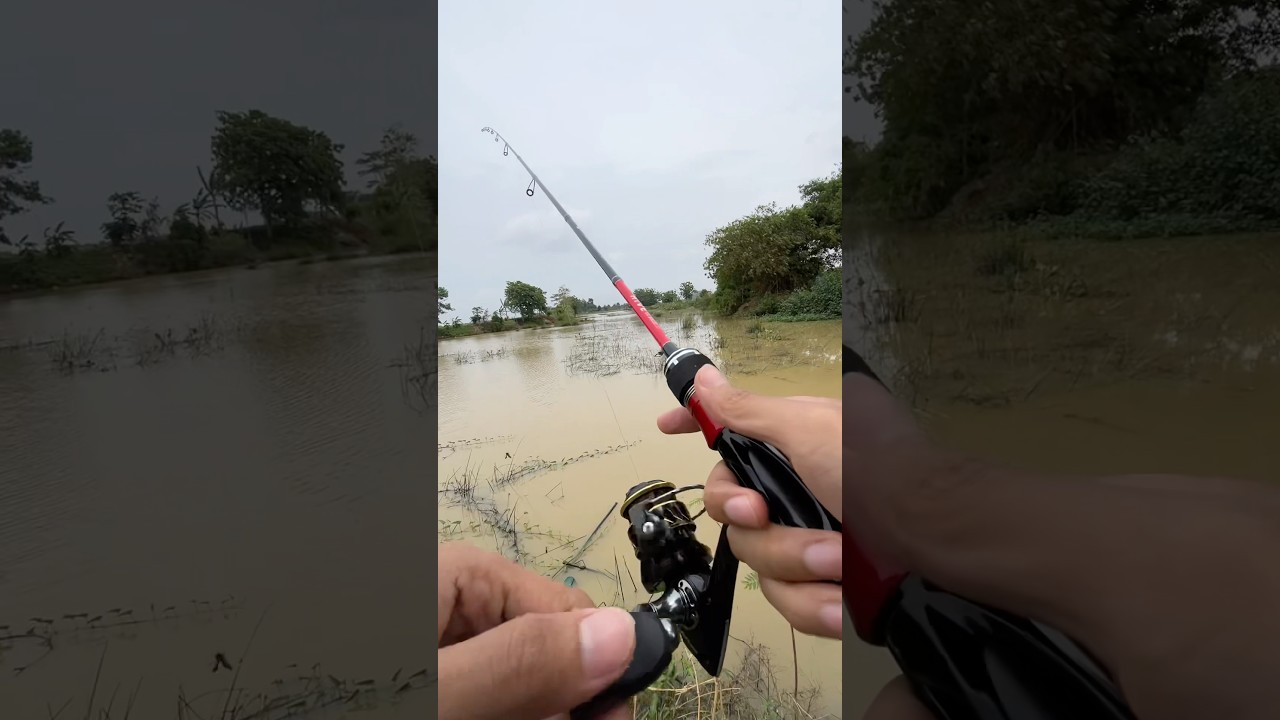 Rekomendasi joran UL carbon solid dari HIVE 