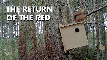 Return of The Red Squirrel