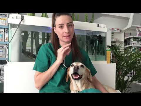 Βίντεο: Τι να κάνετε εάν το κατοικίδιο ζώο σας αρρωσταίνει ή τραυματιστεί κατά τη διάρκεια των διακοπών