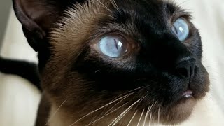 Beautiful Blue eyes (Siamese Kitten). Coco!