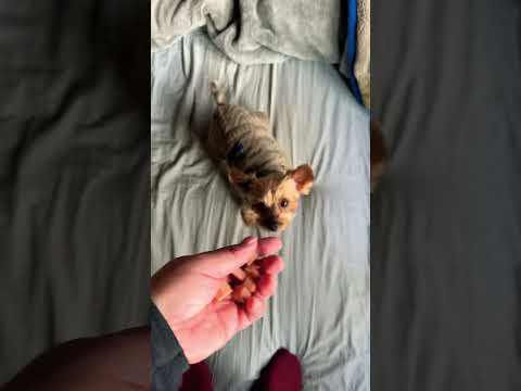 おやつが食べたいヨーキー￼#ヨークシャーテリア