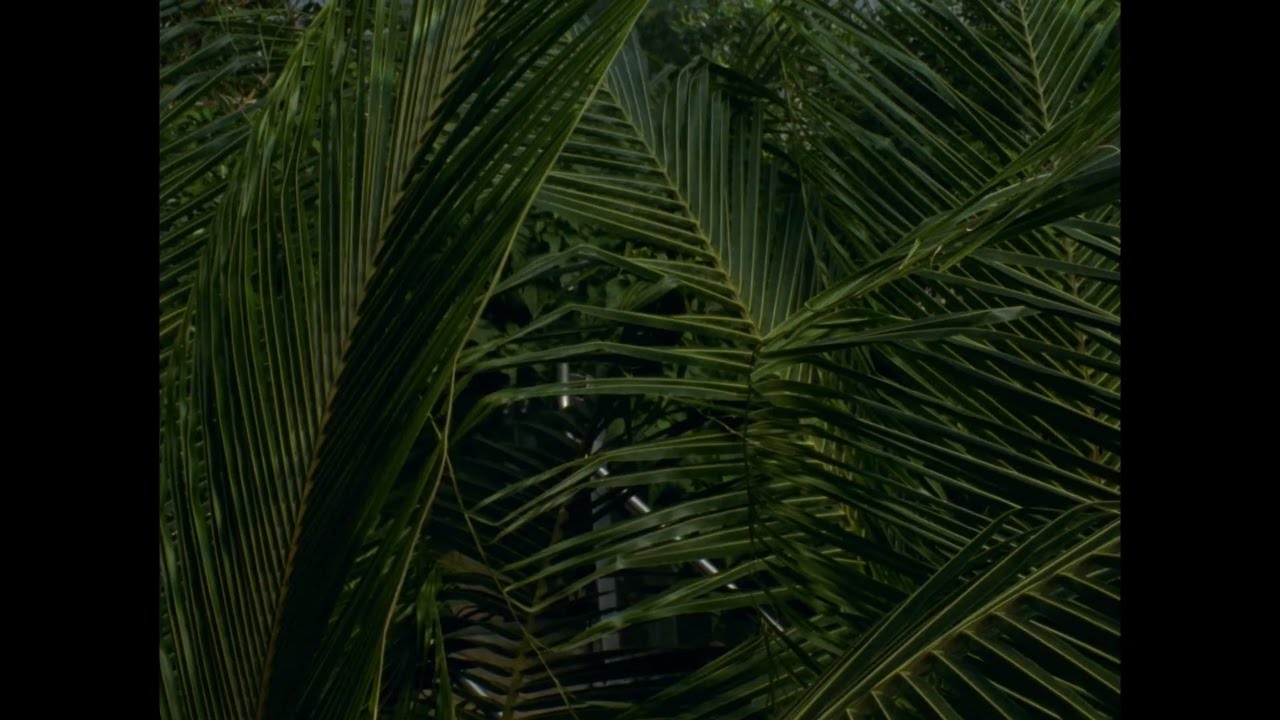 Fred Woods - Nightingale (Official Music Video)