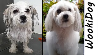 Malshi Dog Grooming (How to FLUFFY Teddy Bear a Dogs Coat) WookiDog Maltese Shih Tzu mix