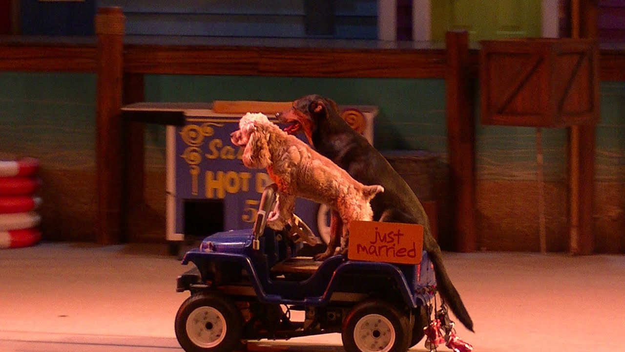 Pets Ahoy (Full Show/Full HD) August 12, 2016 SeaWorld Orlando YouTube