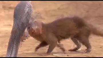 King Cobra Big Battle In The Desert Mongoose and the unexpected   Most Amazing Attack of Animals
