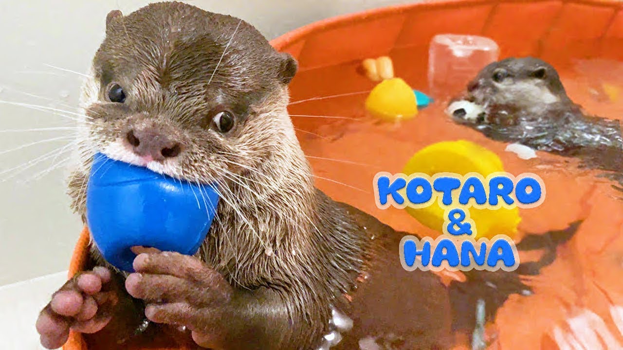 カワウソコタローとハナ 久しぶりに見せたガジガジ顔のコタロー Otter Kotaro Hana Making Funny Face While Chewing Rubber Toy Youtube