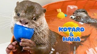 カワウソコタローとハナ　久しぶりに見せたガジガジ顔のコタロー　Otter Kotaro&Hana Making Funny Face While Chewing Rubber Toy