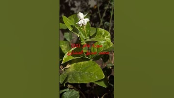 سورة غافر الأية (39) الشيخ محمد صديق المنشاوي #قرآن #اكسبلور #nature #relaxing #flowers #حالات_واتس