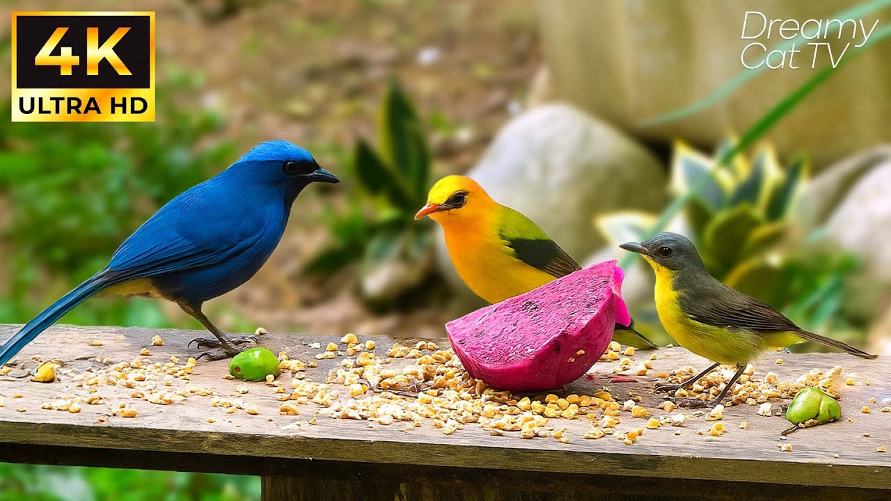 Cat TV for Cats to Watch 😺🐦 Many Colorful Birds Eating and Chirping Together