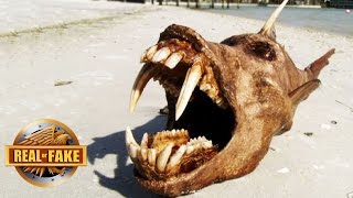 6 Mystery OCEAN MONSTERS Explained - Real Or Fake. 6 Mystery OCEAN MONSTERS Explained - Real Or Fake.