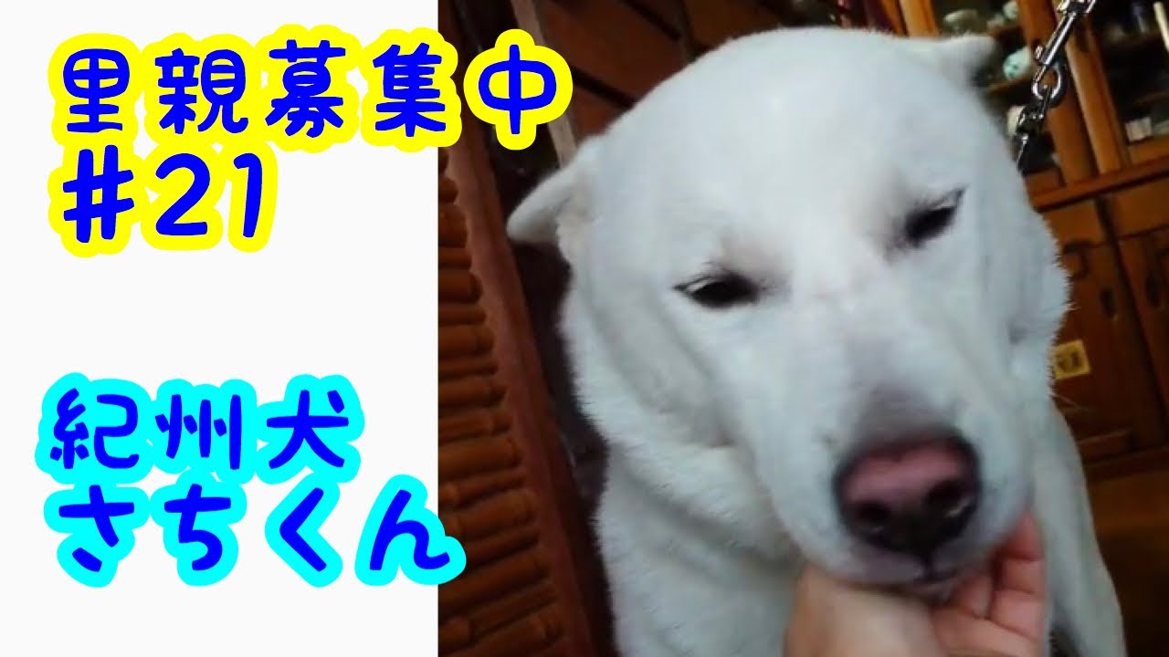 ワンコ動画 紀州犬さちくん Youtube