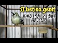 Download Lagu sirtu betina gacor birahi.untuk memancing birahi sirtu jantan