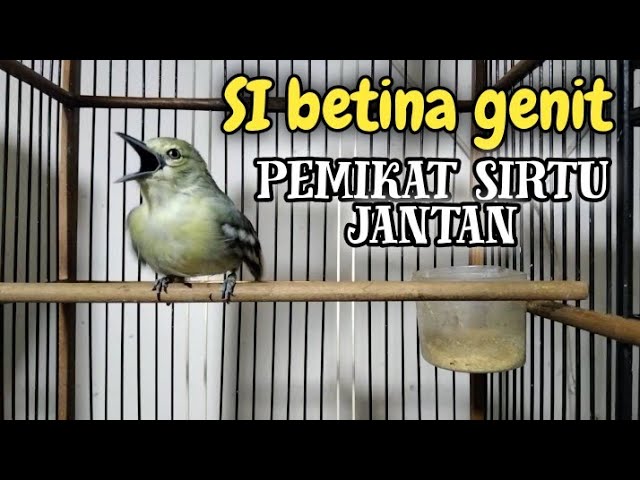 sirtu betina gacor birahi.untuk memancing birahi sirtu jantan class=