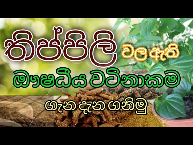 thippili 2021 | long pepper 2021 |  රෝග රැසකට ගුණ දෙන තිප්පිලි ශාකය ගැන ඔබ නොදත් දේ |  තිප්පිලි 2021