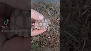 Tortuga terrestre Argentina (Chelonoides Chilensis)