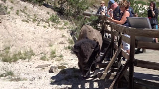 Tourists Dangerously Close To Yellowstone Bison