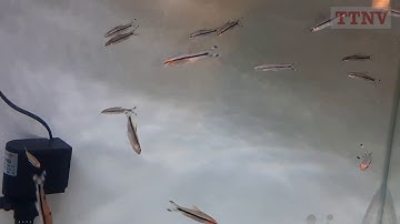 Cá Hồng Mi Ấn Độ  - Cá Tên Lửa đẹp và bơi cực nhanh